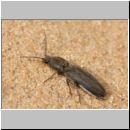 Dicronychus cinereus - Schnellkaefer 02 9mm.jpg